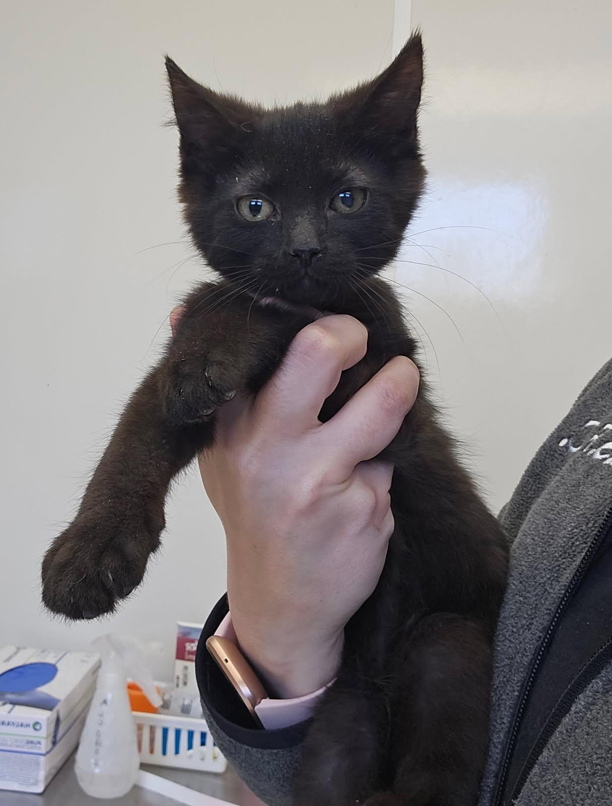 Prim, adopted, Kitten Female Domestic Short Hair.