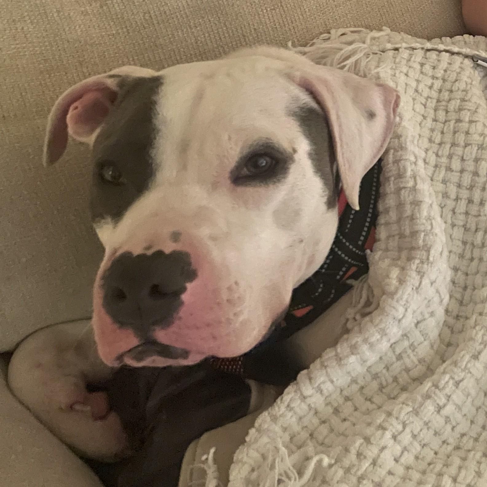 Clay, Adult Male Pit Bull Terrier