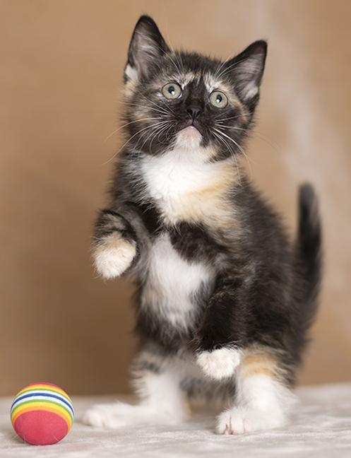 Enlarge Celine & Mira, a ADOPTABLE Tortoiseshell in Chicago, IL image 5/6