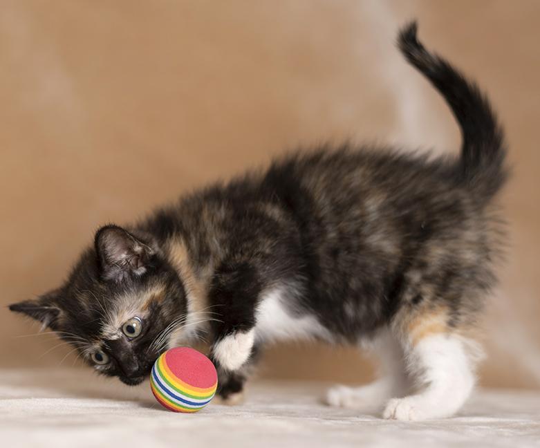 Enlarge Celine & Mira, a ADOPTABLE Tortoiseshell in Chicago, IL image 6/6