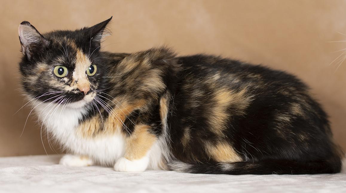 Enlarge Celine & Mira, a ADOPTABLE Tortoiseshell in Chicago, IL image 4/6