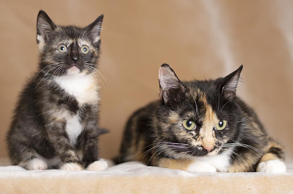 Celine & Mira, ADOPTABLE, Kitten Female Tortoiseshell.