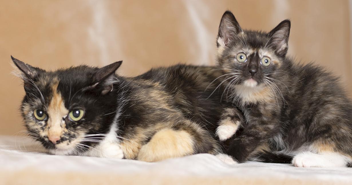 Enlarge Celine & Mira, a ADOPTABLE Tortoiseshell in Chicago, IL image 3/6