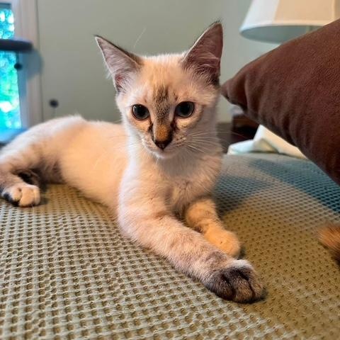 Enlarge Isabela, an adopted Domestic Short Hair in Sweetwater, TN image 2/3