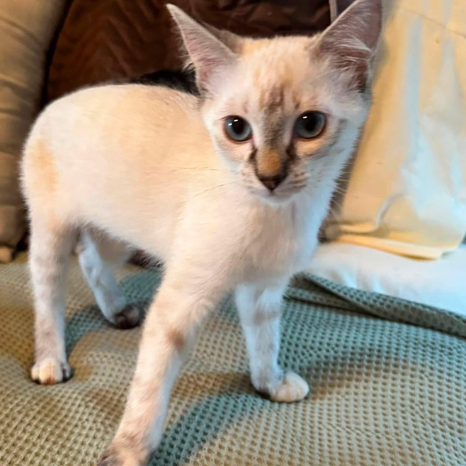 Enlarge Isabela, an adopted Domestic Short Hair in Sweetwater, TN image 3/3