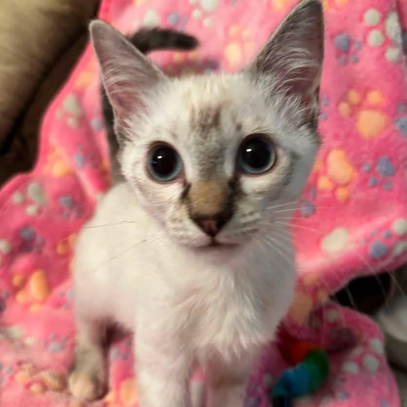 Isabela, adopted, Kitten Female Domestic Short Hair.
