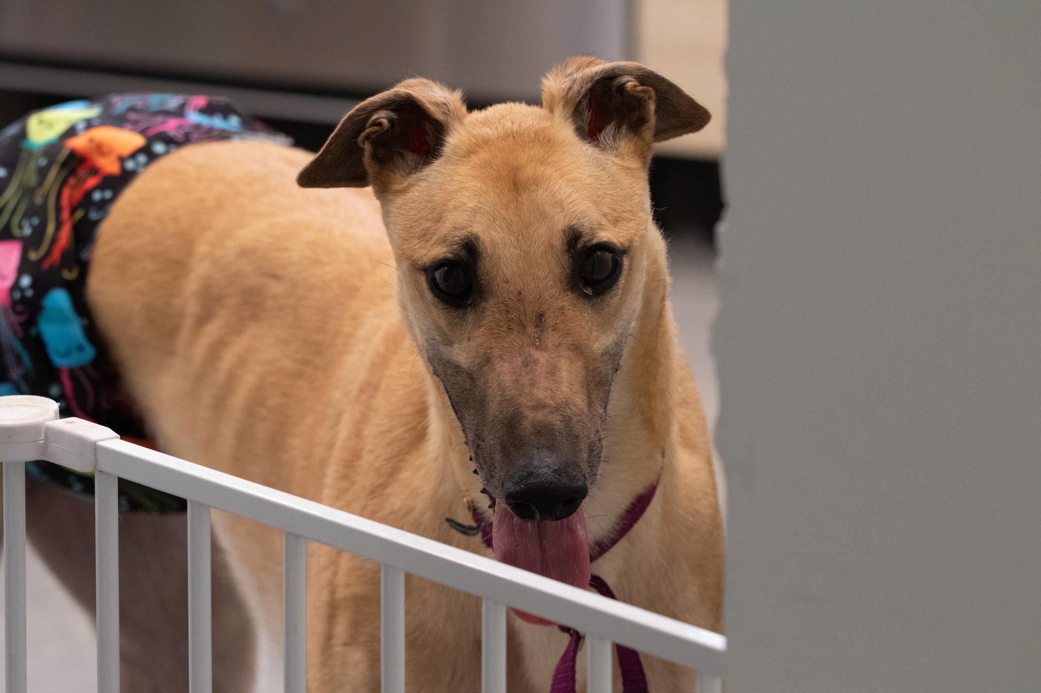 Dirt, ADOPTABLE, Adult Male Greyhound.