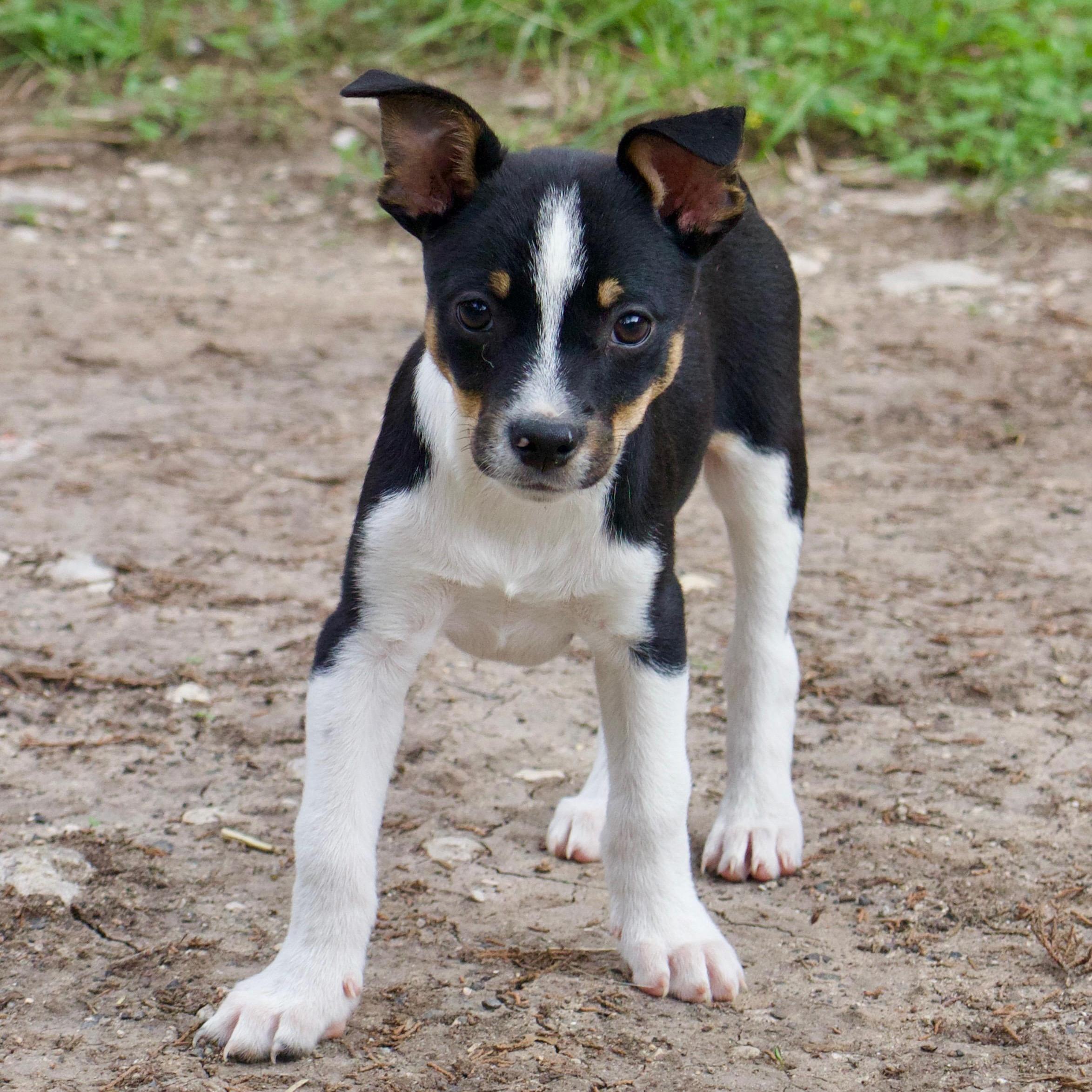 Tater Tot, an adopted mixed breed in Wausau, WI image 4/4