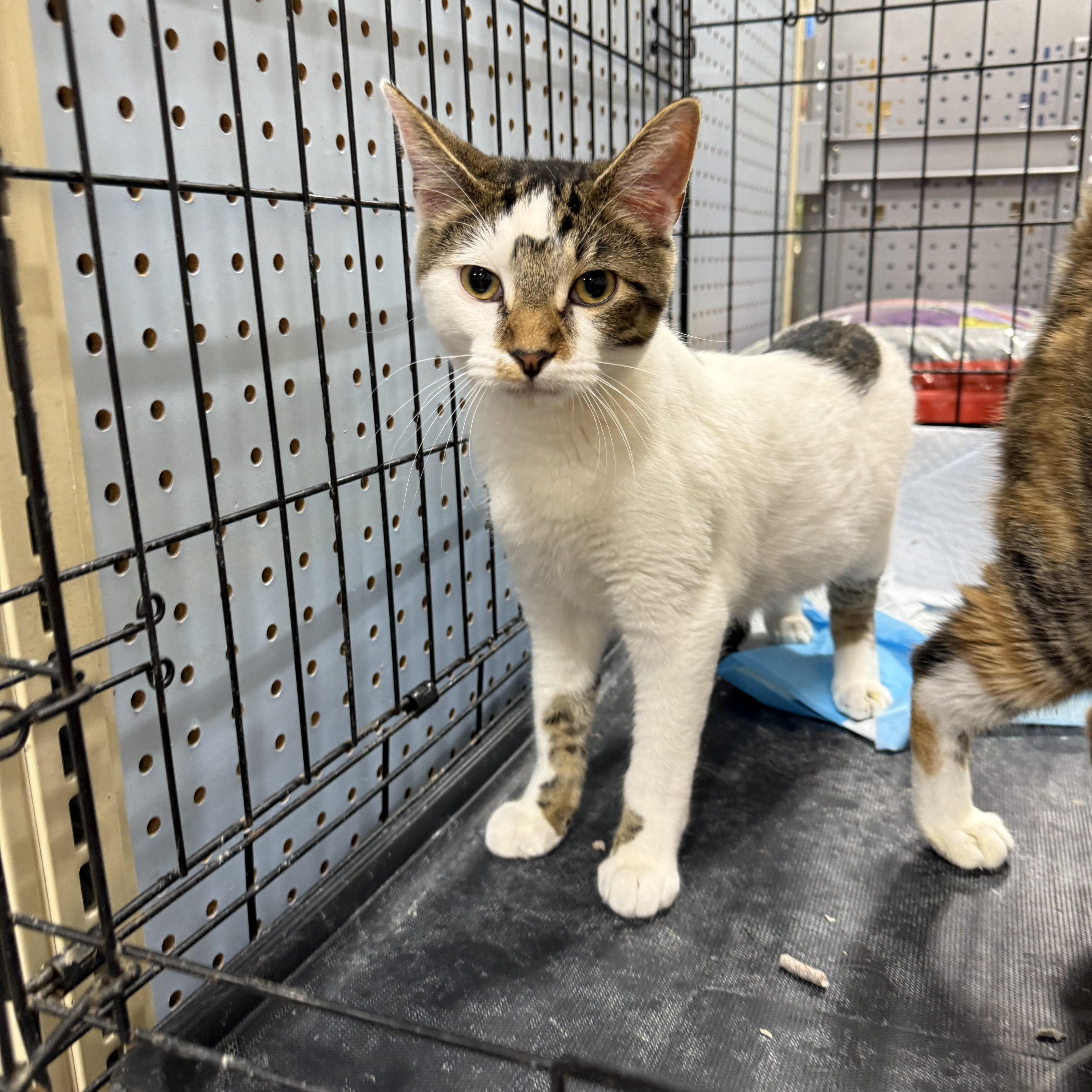 Enlarge Dutch, a Adoptable Domestic Short Hair in Fresno, CA image 1/3