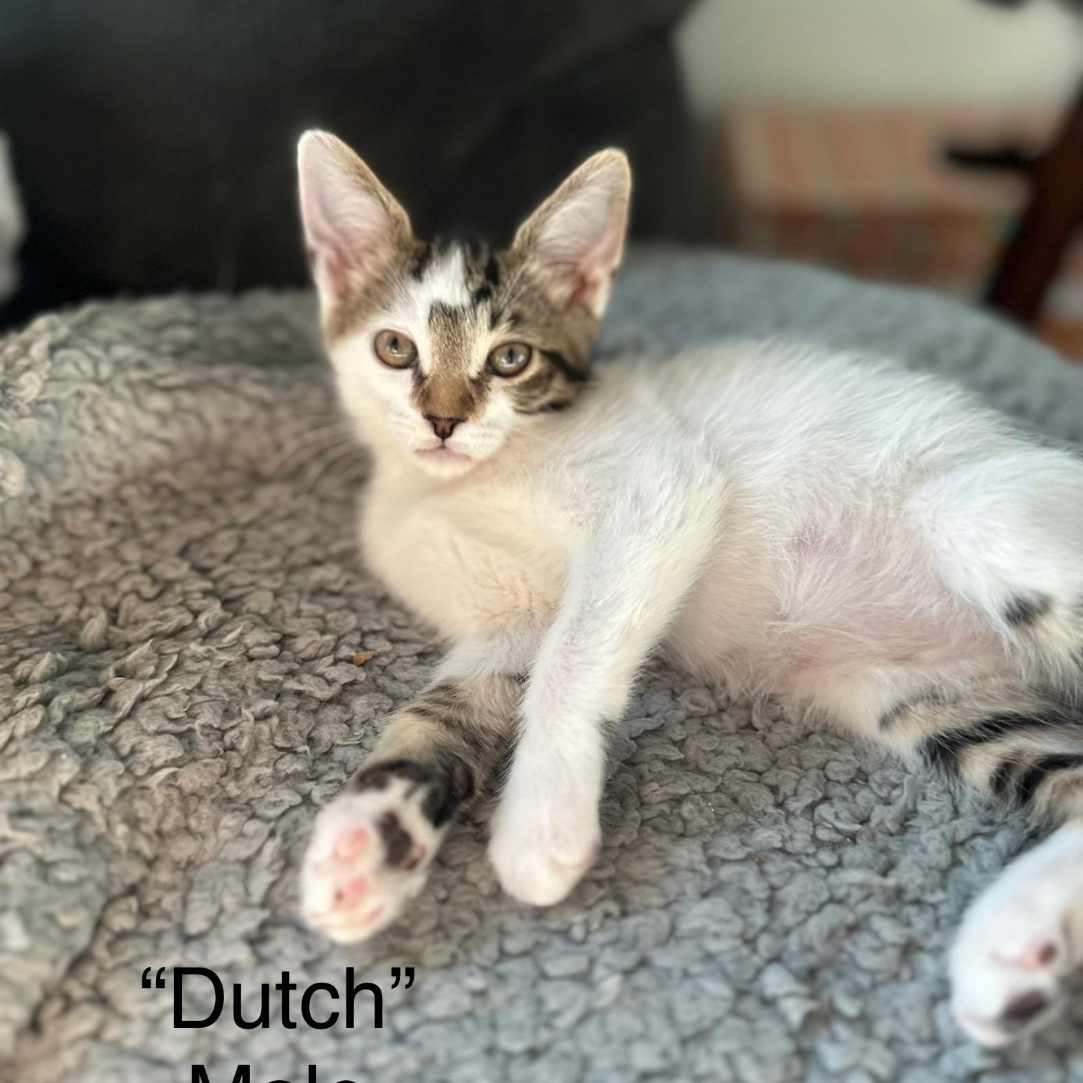 Enlarge Dutch, a Adoptable Domestic Short Hair in Fresno, CA image 3/3