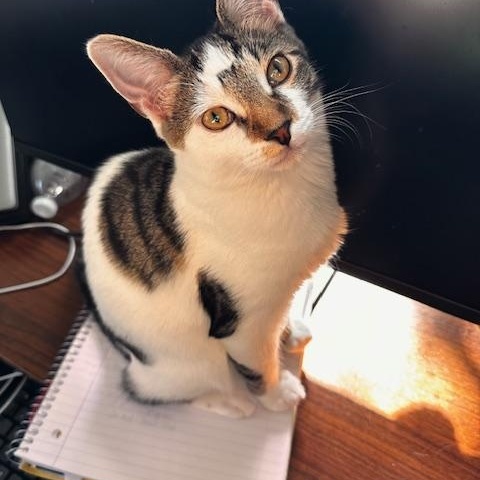 Enlarge Dutch, a Adoptable Domestic Short Hair in Fresno, CA image 2/3