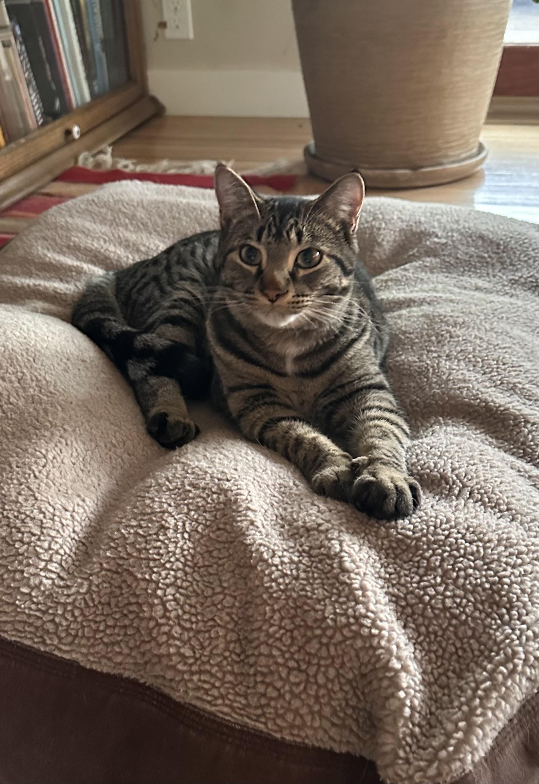 Luca, an adoptable Domestic Short Hair in Durango, CO, 81302 | Photo Image 3