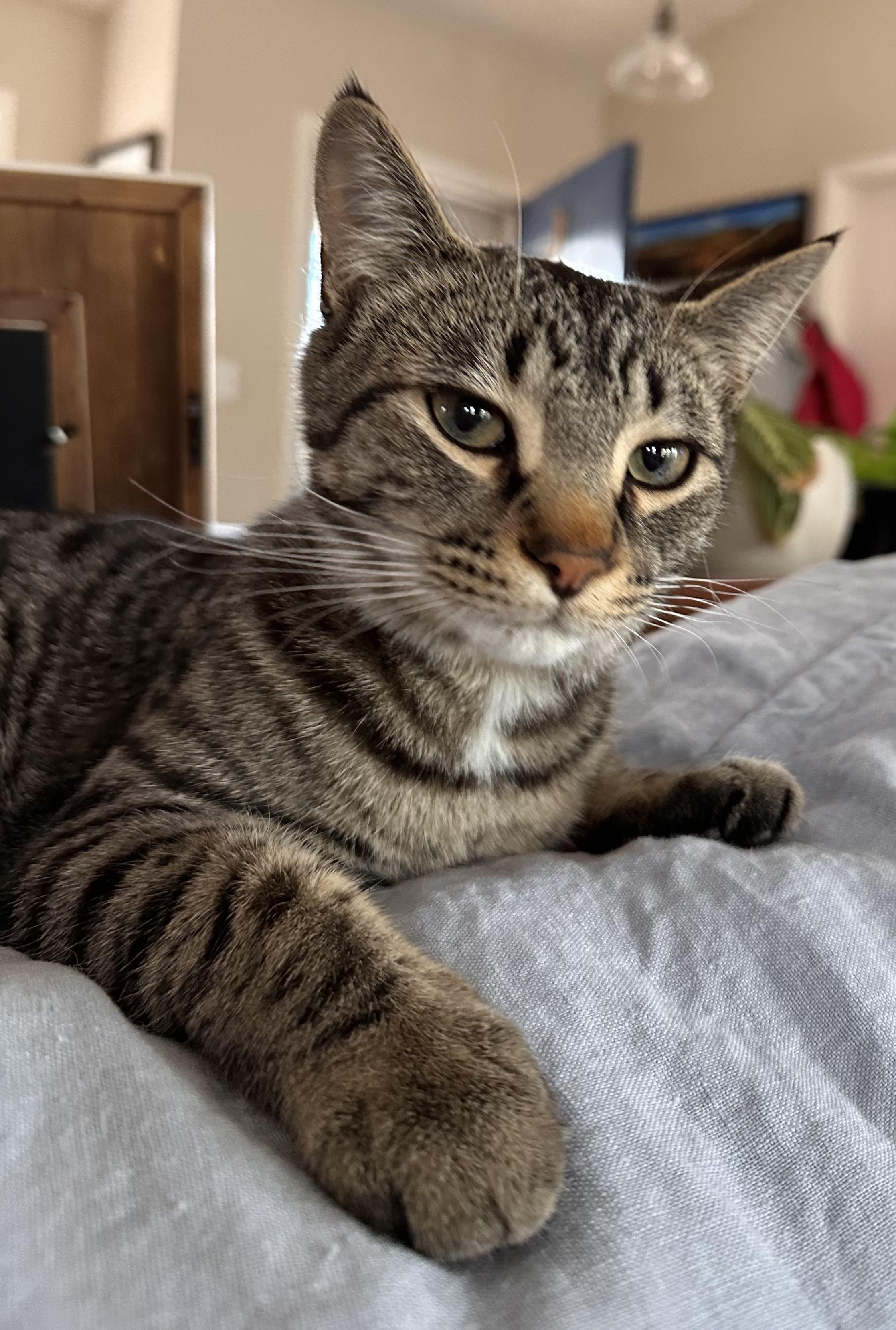 Luca, an adoptable Domestic Short Hair in Durango, CO, 81302 | Photo Image 4