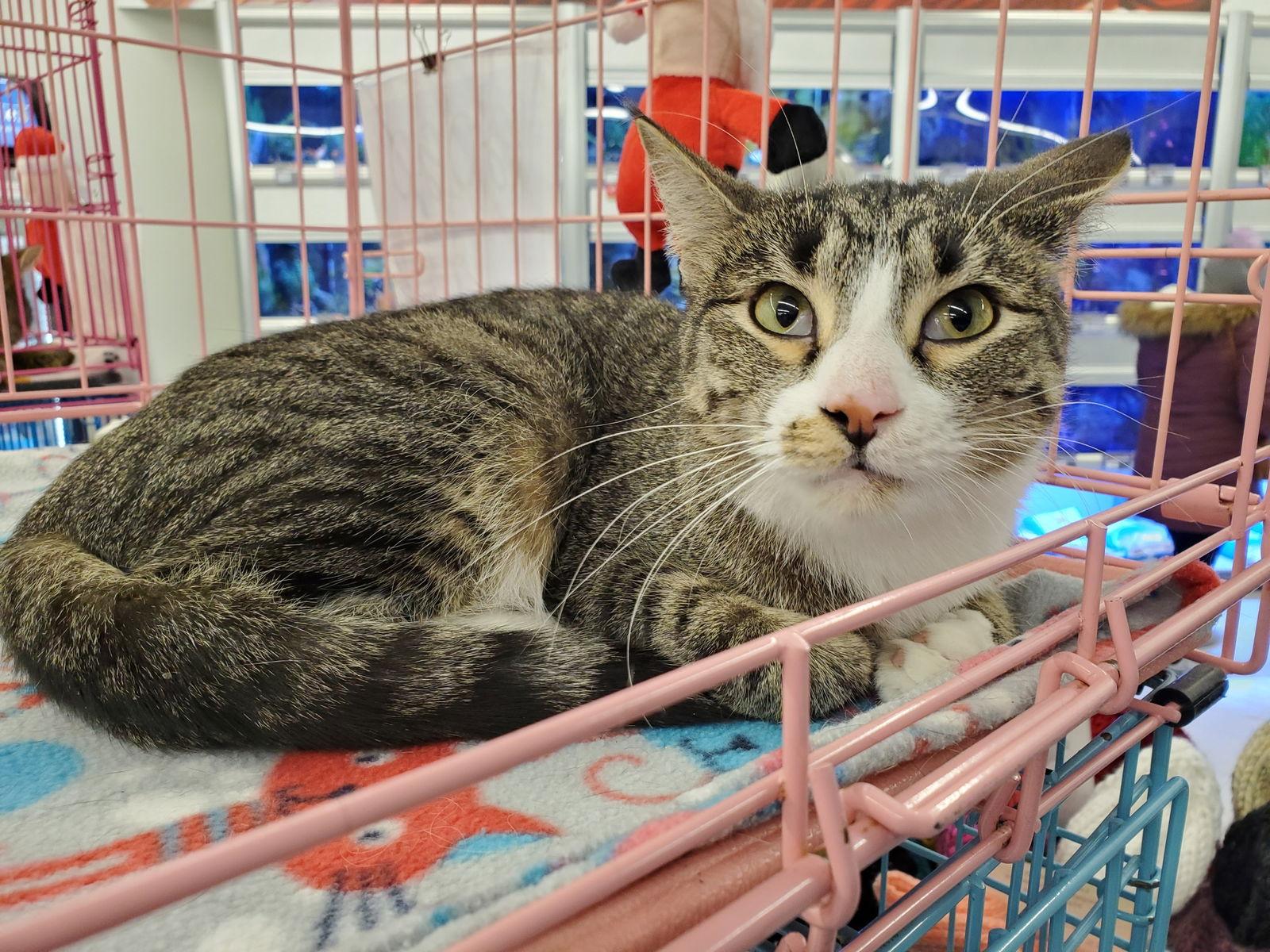 Nissy, Adoptable, Adult Female Domestic Short Hair.