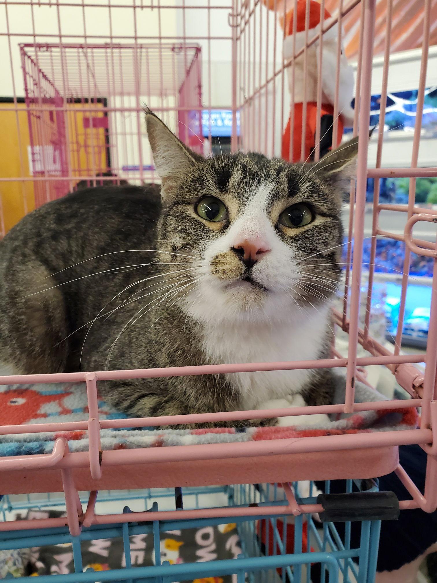 Enlarge Nissy, a Adoptable Domestic Short Hair in Crompond, NY image 3/6