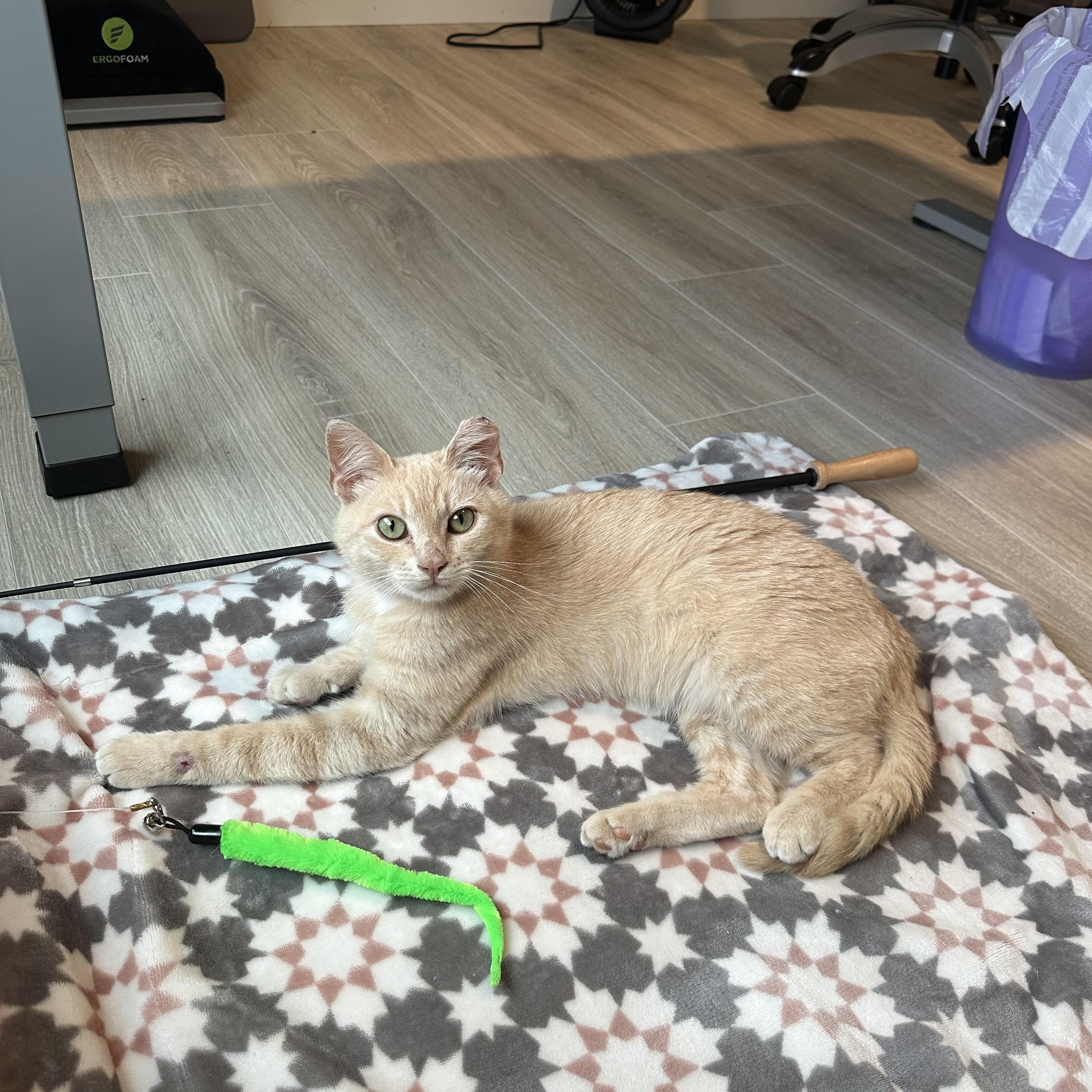Enlarge Simon, a Adoptable American Shorthair in Moses Lake, WA image 1/3