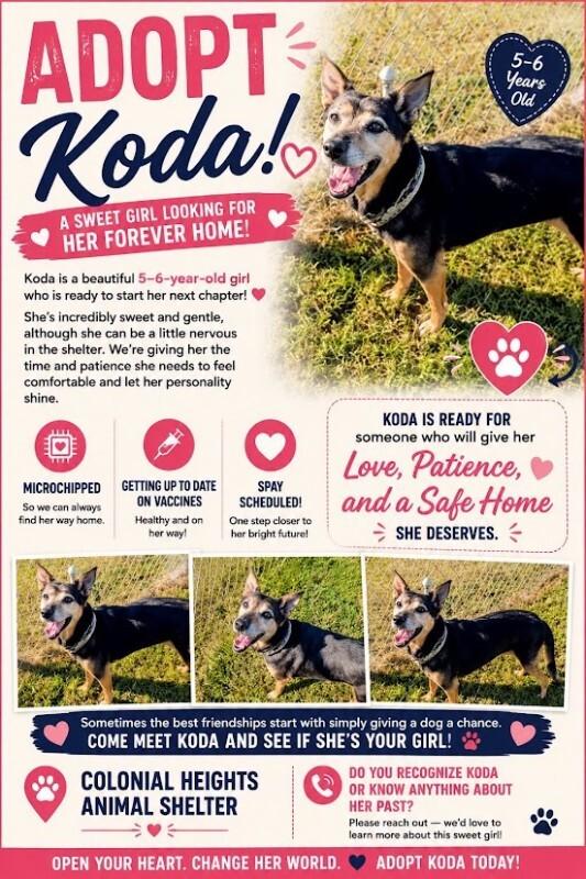 Koda, Adoptable, Adult Female Shepherd.