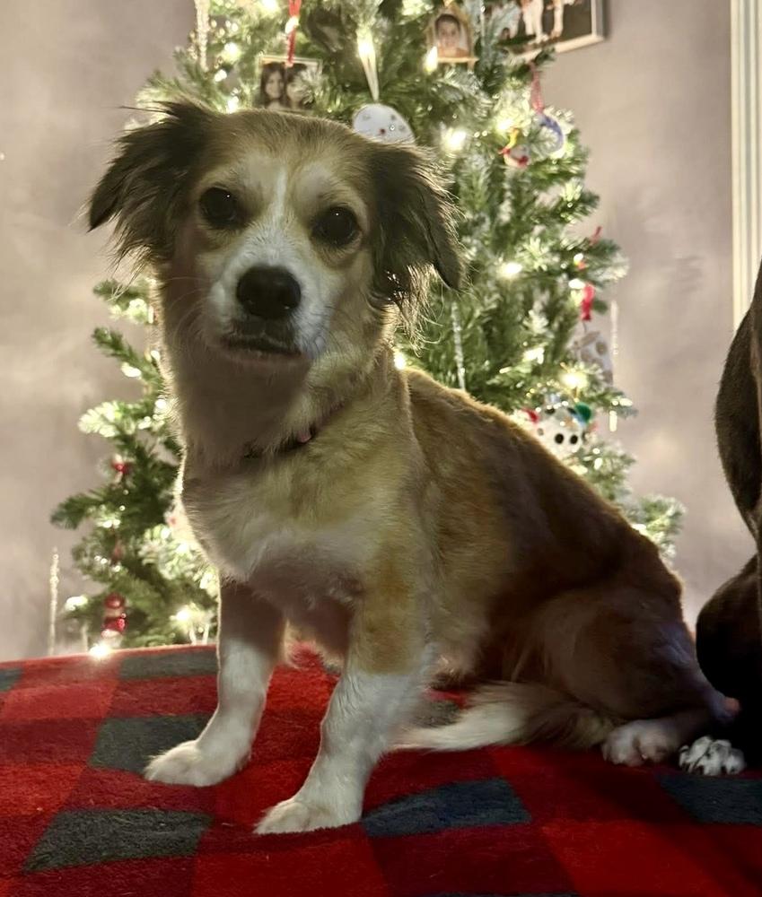 Mahogany, Adoptable, Young Female Terrier & Mixed Breed.