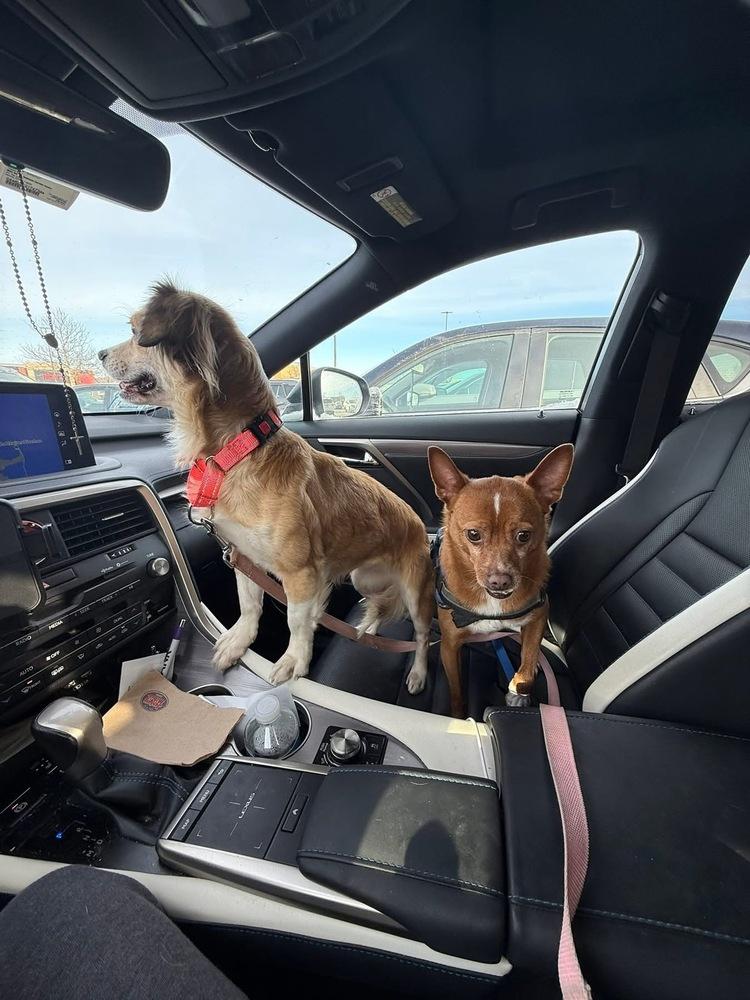 Enlarge Mahogany, a Adoptable mixed breed in Middletown, CT image 2/6