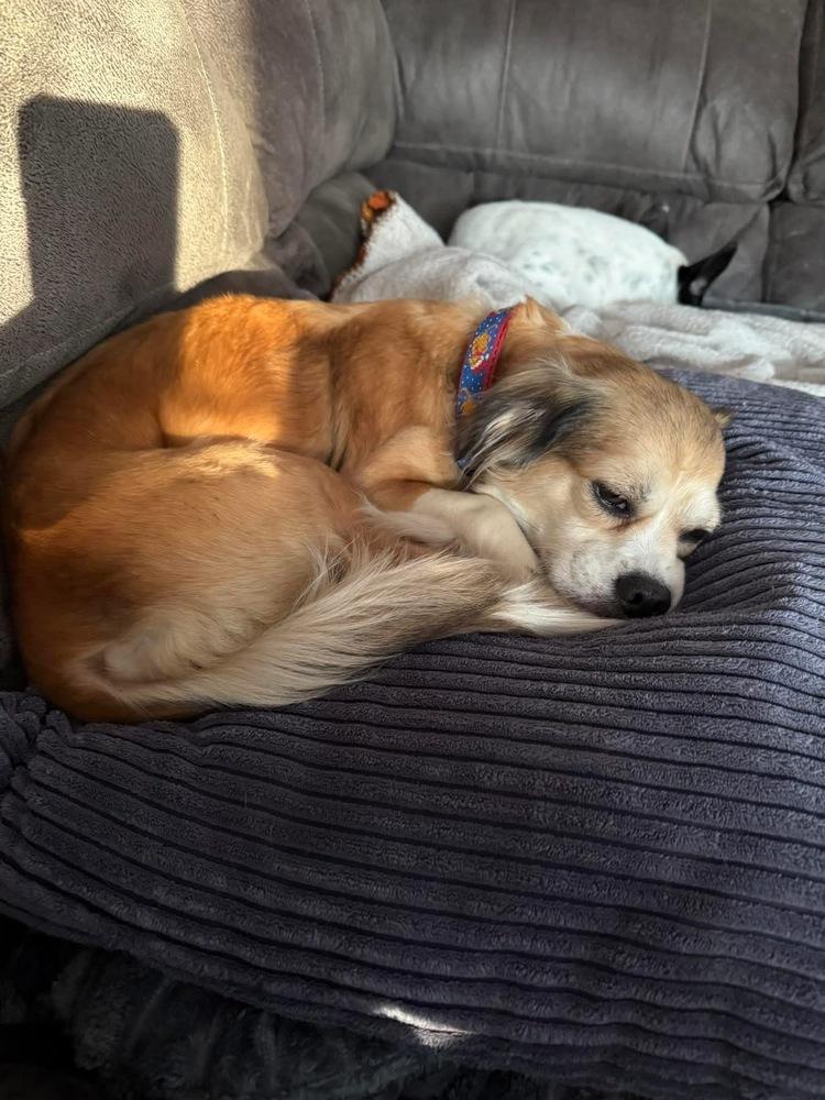 Mahogany thumbnail 3