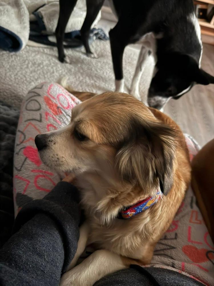 Enlarge Mahogany, a Adoptable mixed breed in Middletown, CT image 4/6