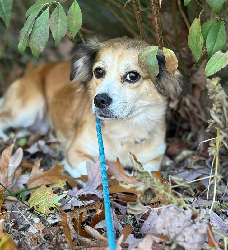 Mahogany thumbnail 5