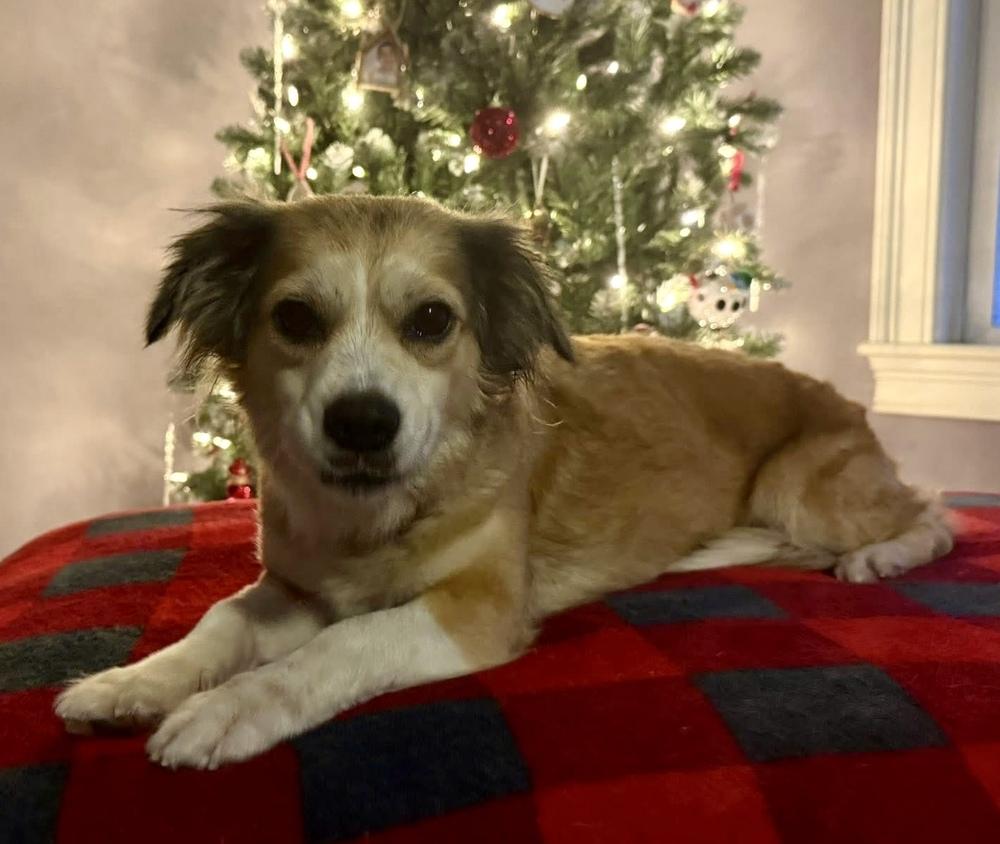 Enlarge Mahogany, a Adoptable mixed breed in Middletown, CT image 6/6