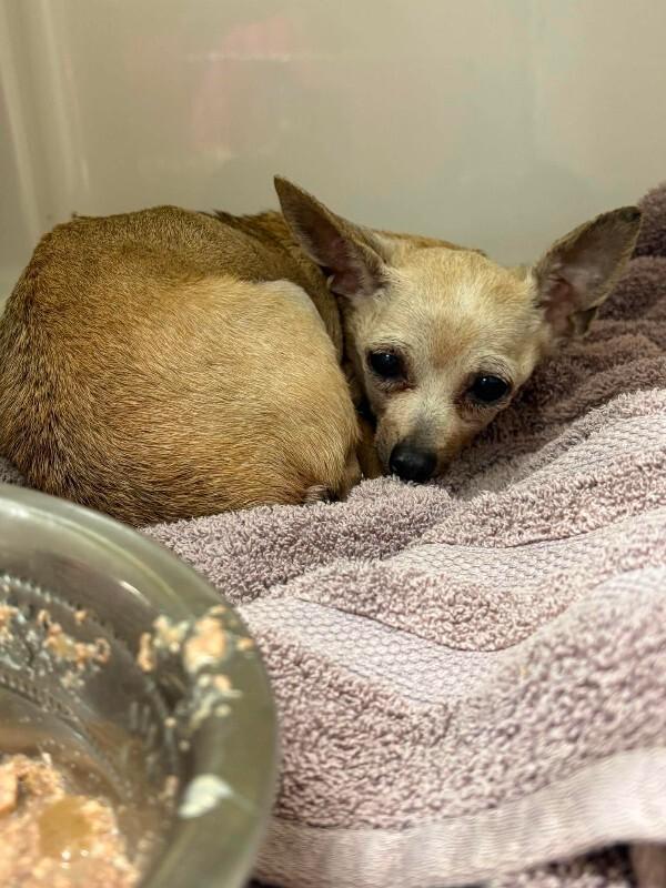 Unknown, Adoptable, Adult Female Chihuahua.