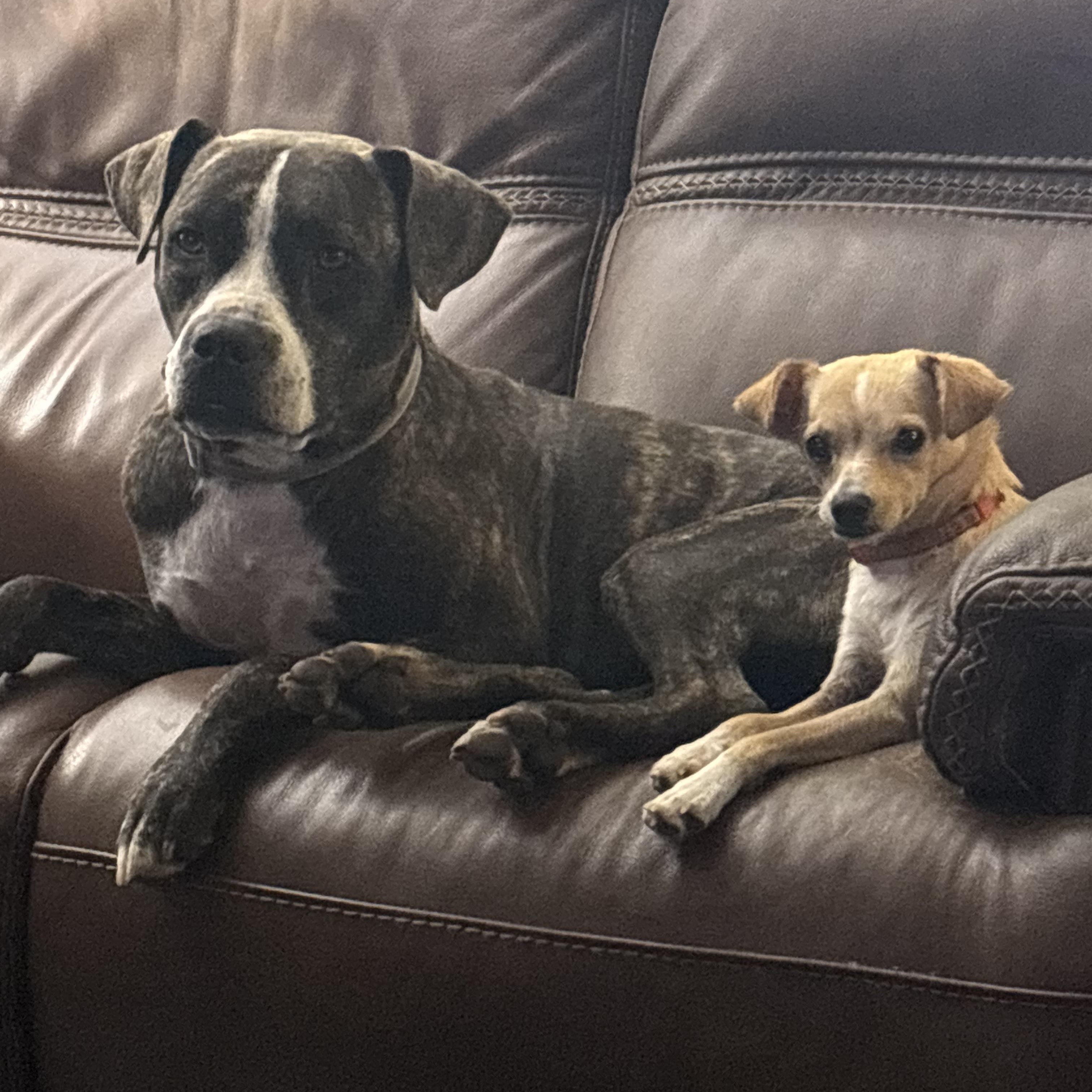 Maggie, an adopted mixed breed in Austin , TX image 6/6