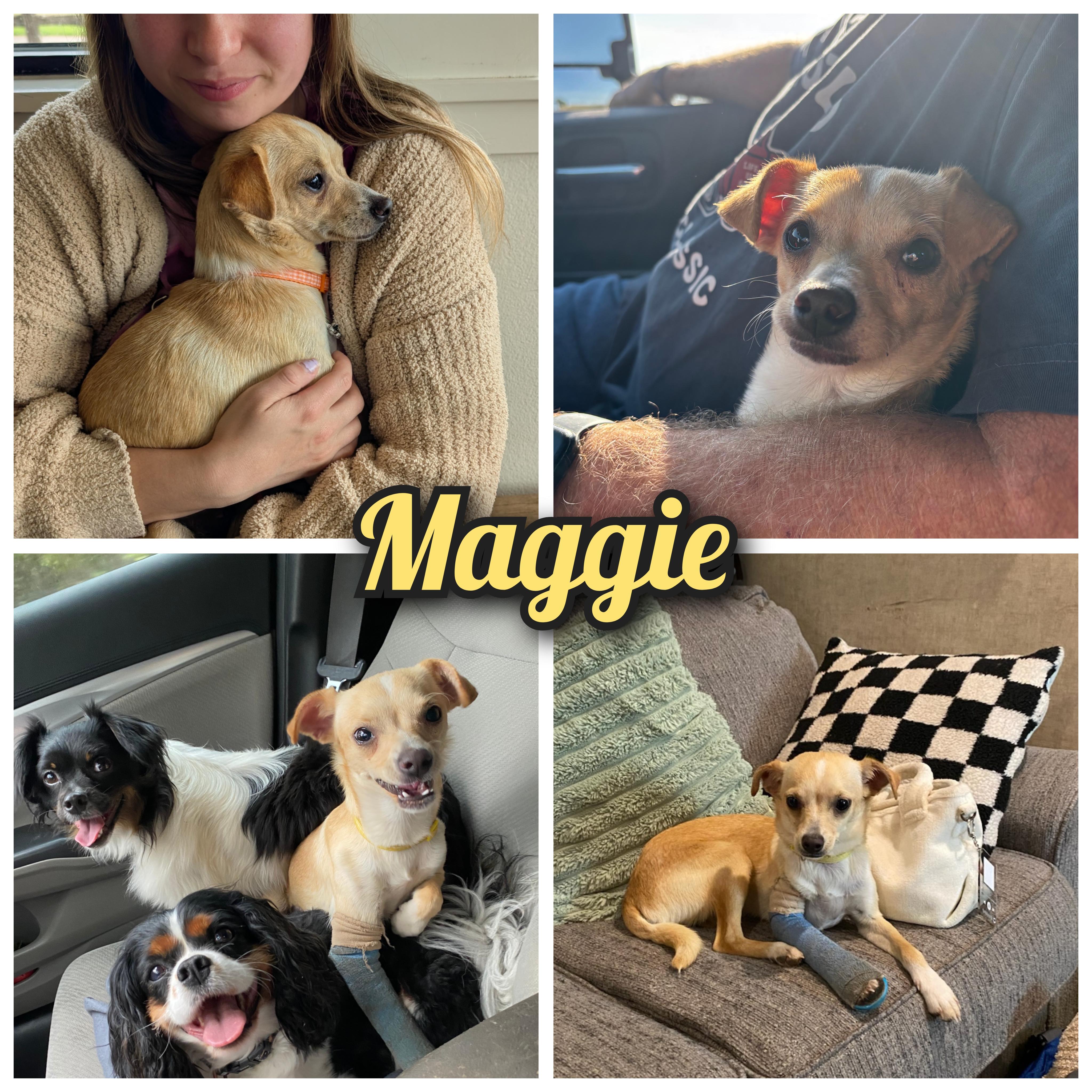 Maggie, an adopted mixed breed in Austin , TX image 1/6