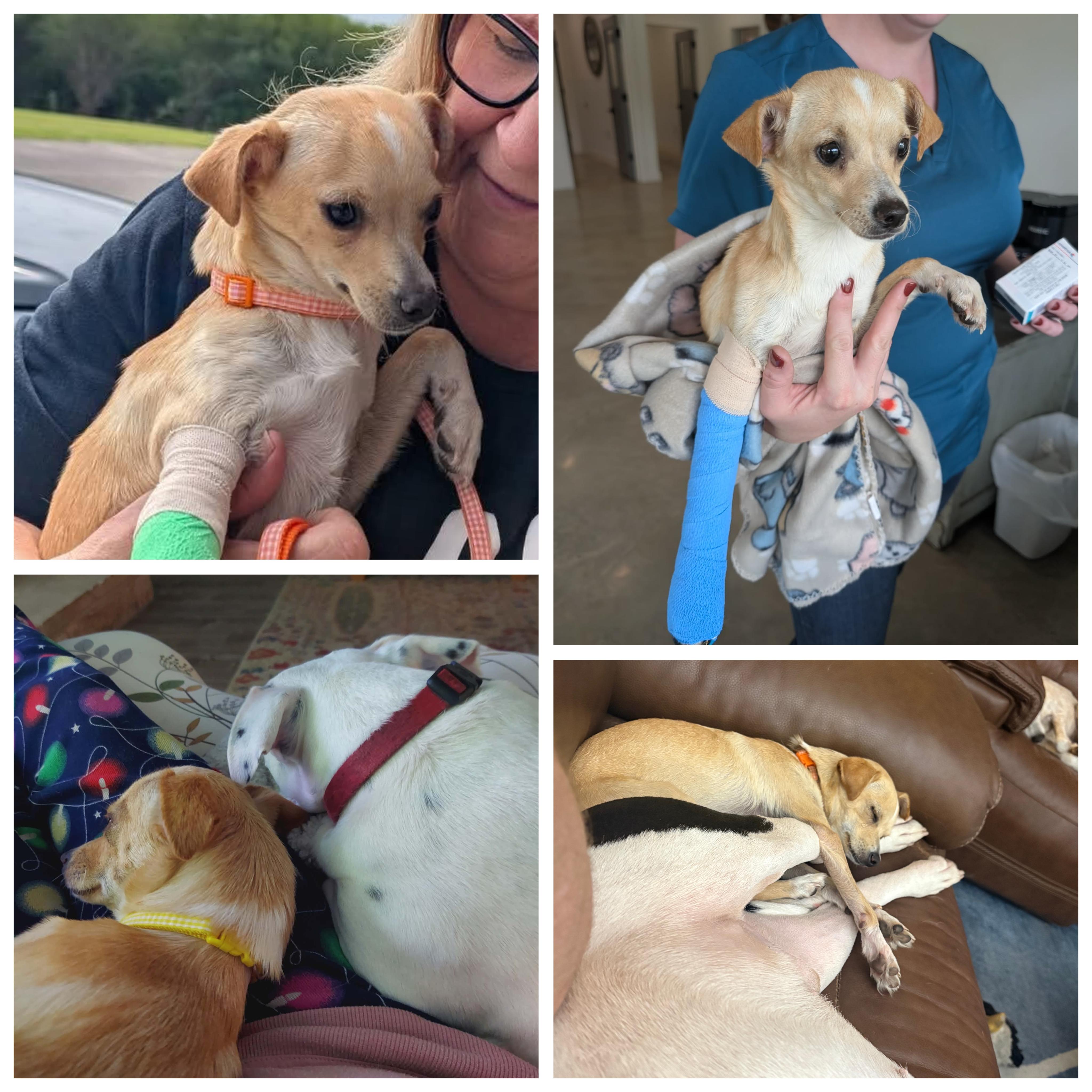 Maggie, an adopted mixed breed in Austin , TX image 3/6