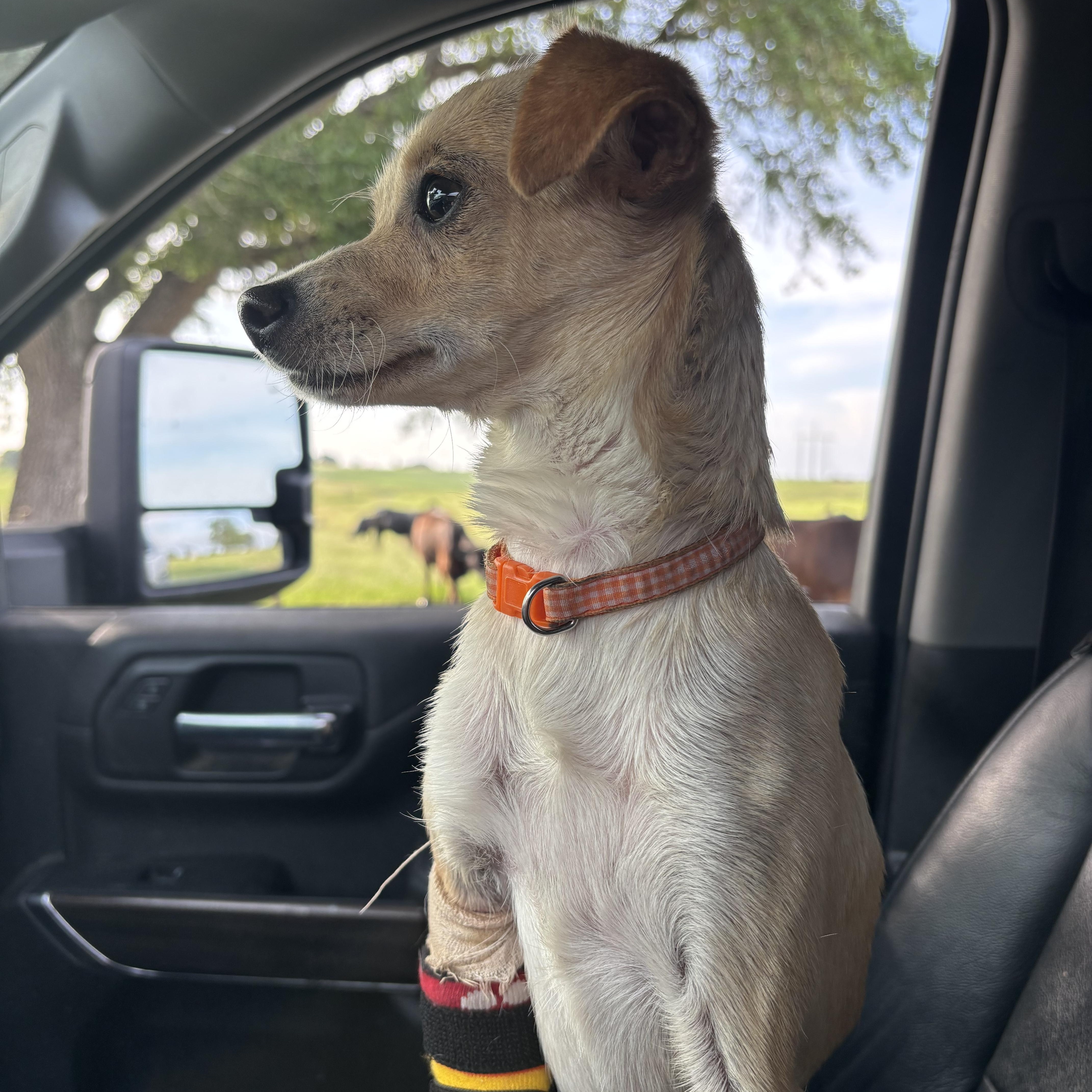 Maggie, an adopted mixed breed in Austin , TX image 4/6