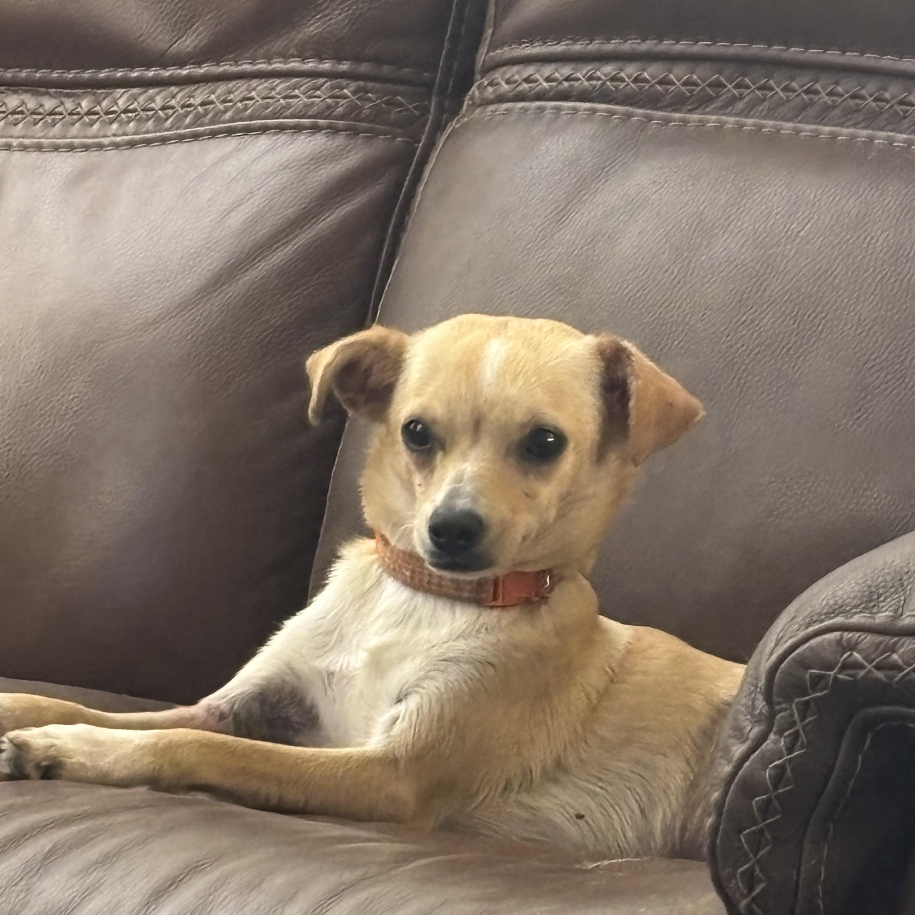 Maggie, an adopted mixed breed in Austin , TX image 5/6