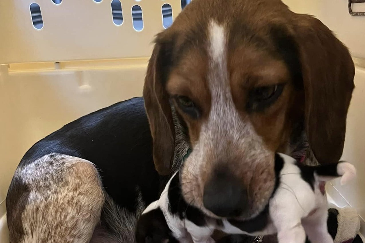 Peri, Adopted, Young Female Beagle.