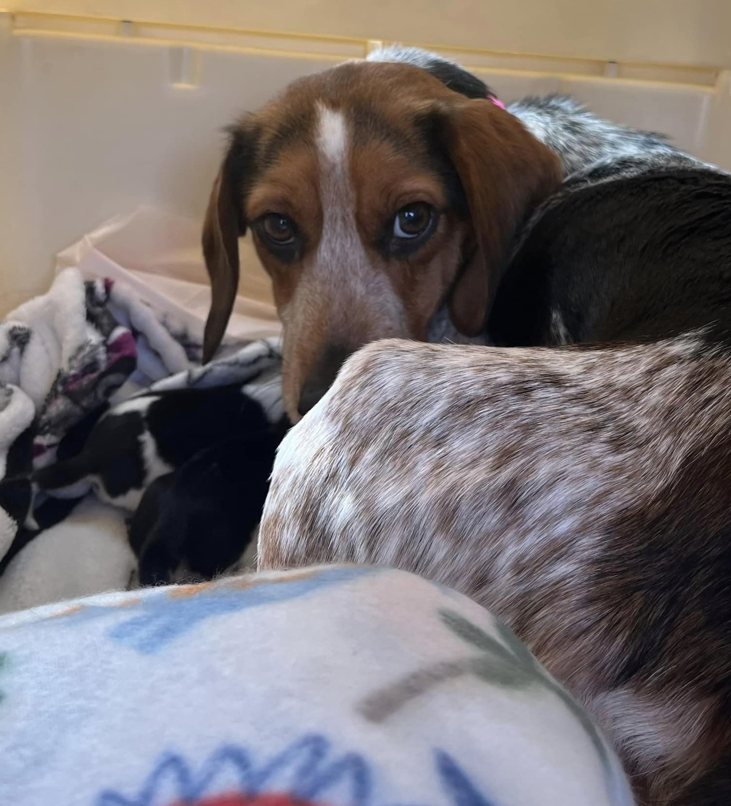 Peri, a Adopted Beagle in National Park, NJ image 2/5