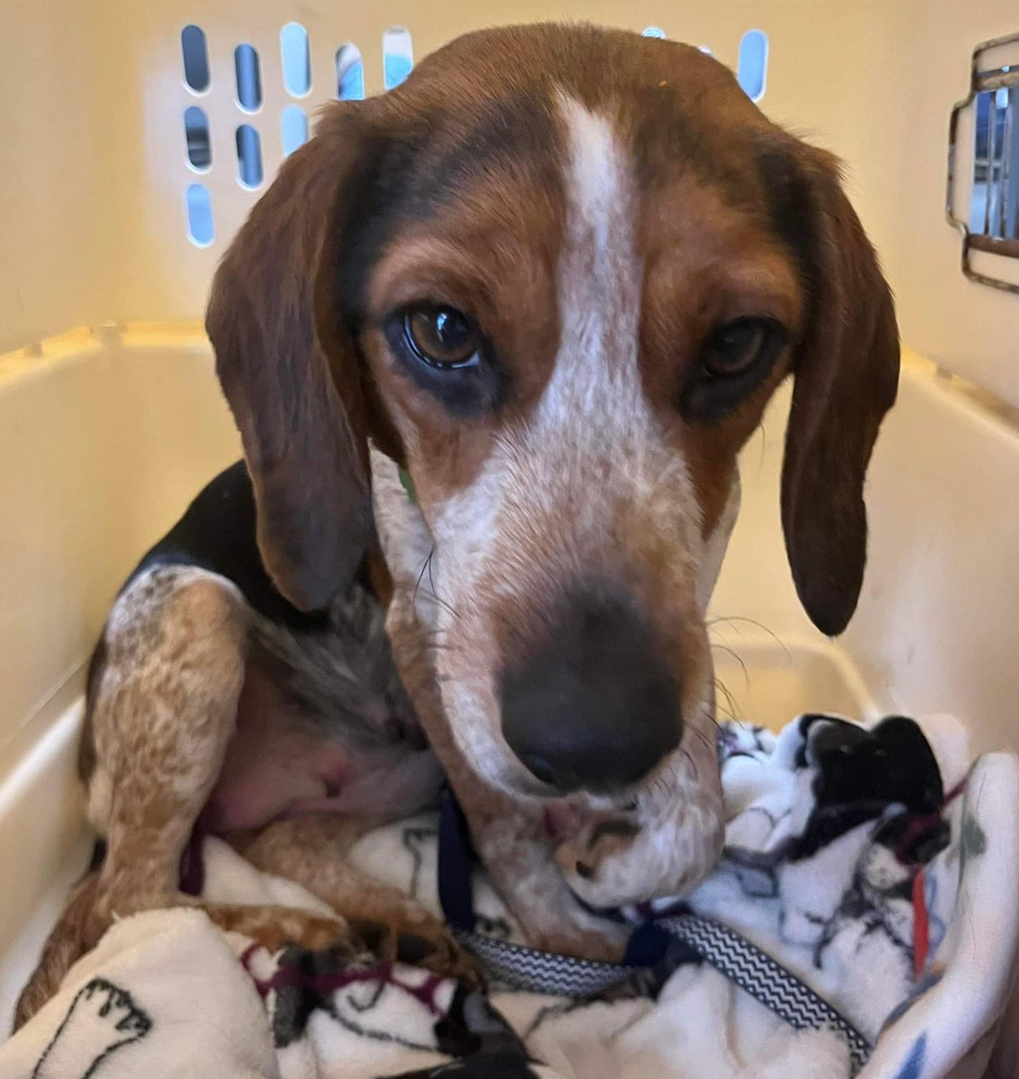 Peri, a Adopted Beagle in National Park, NJ image 3/5