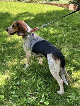 Peri, a Adopted Beagle in National Park, NJ image 5/5