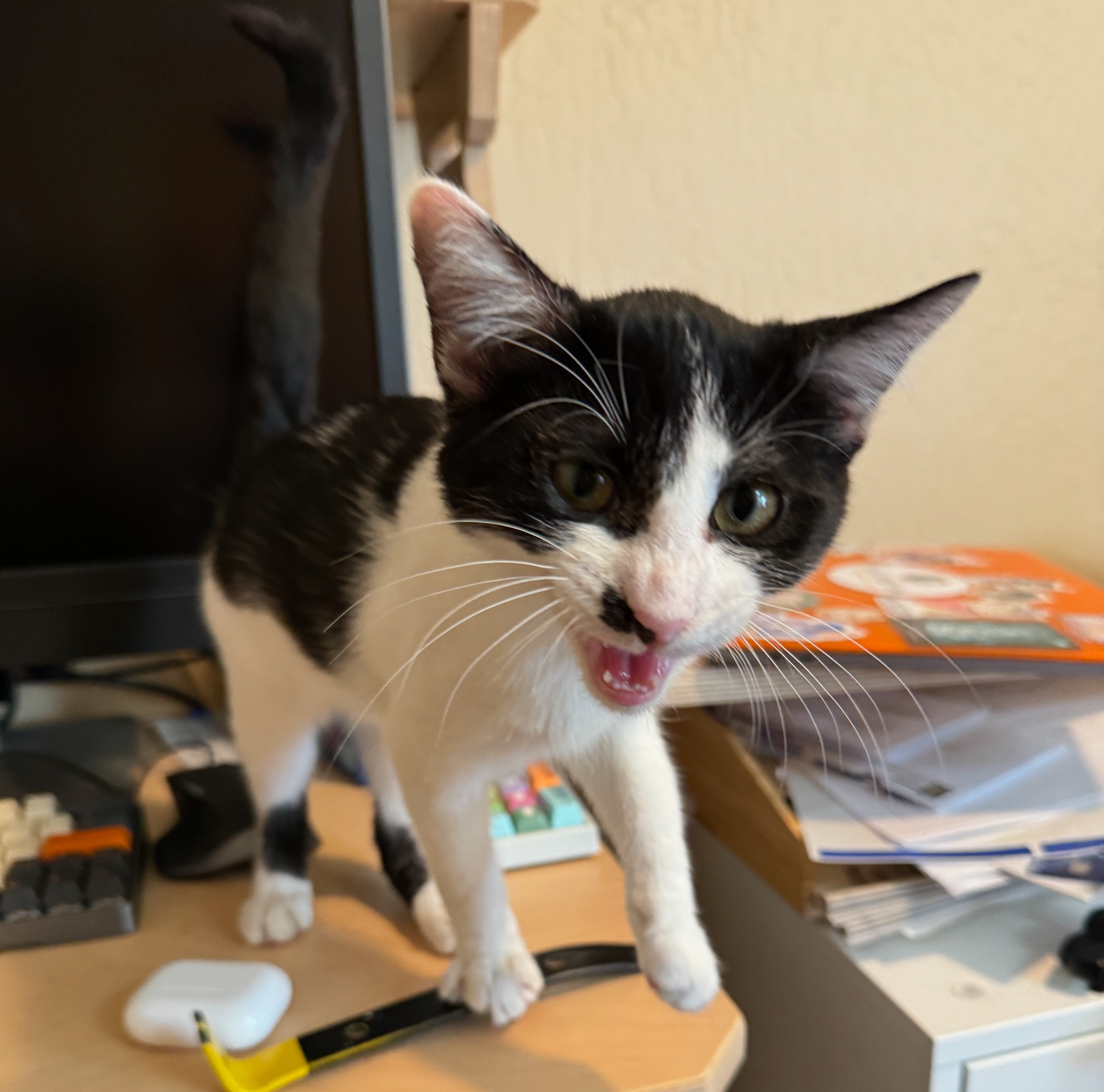 Cat for adoption Gooseberry, a Domestic Short Hair in SAN MARTIN, CA