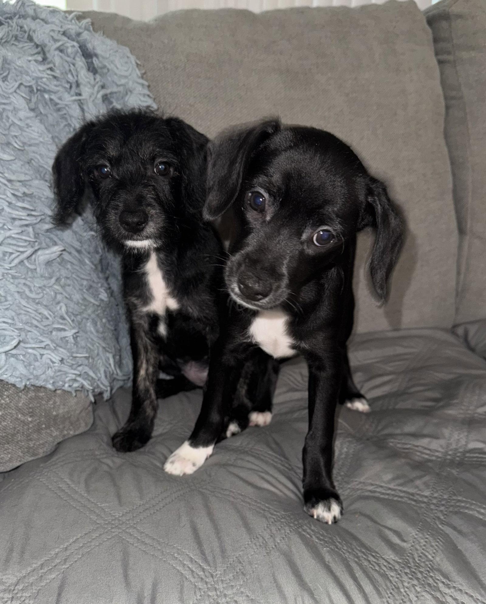 Kelsea, Adoptable, Puppy Female Poodle & Terrier.