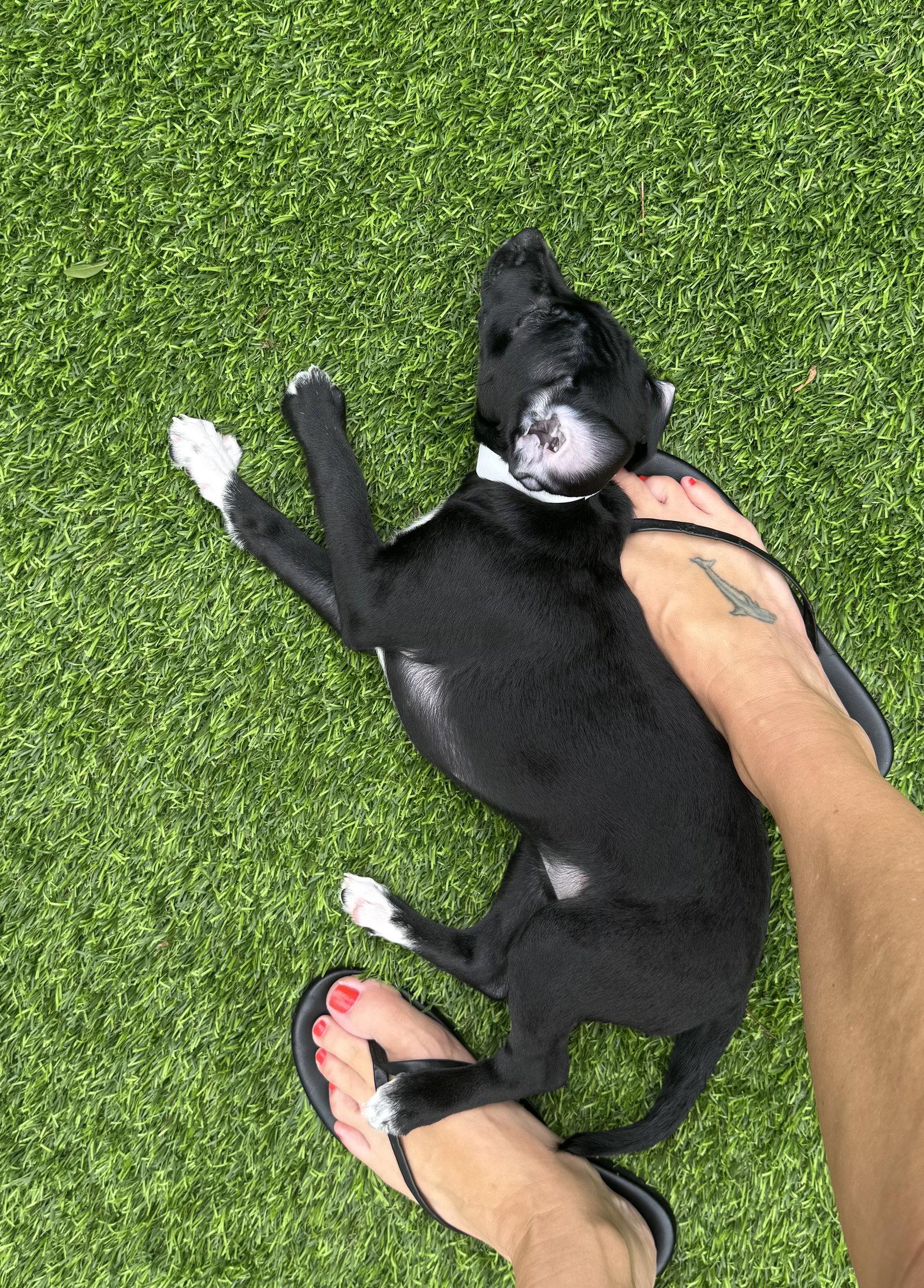 Kelsea, a Adoptable mixed breed in Valrico, FL image 2/3