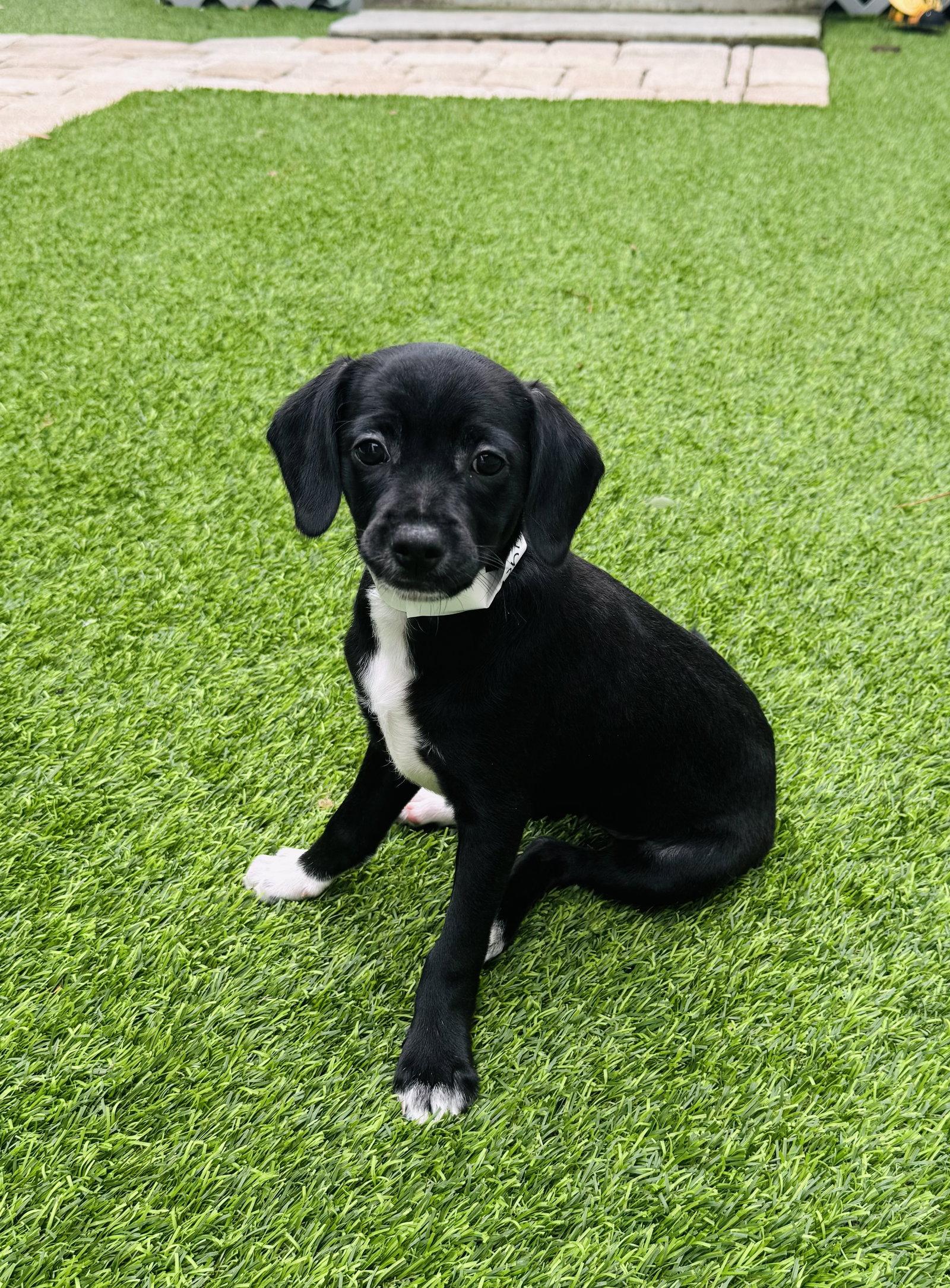 Kelsea, a Adoptable mixed breed in Valrico, FL image 3/3