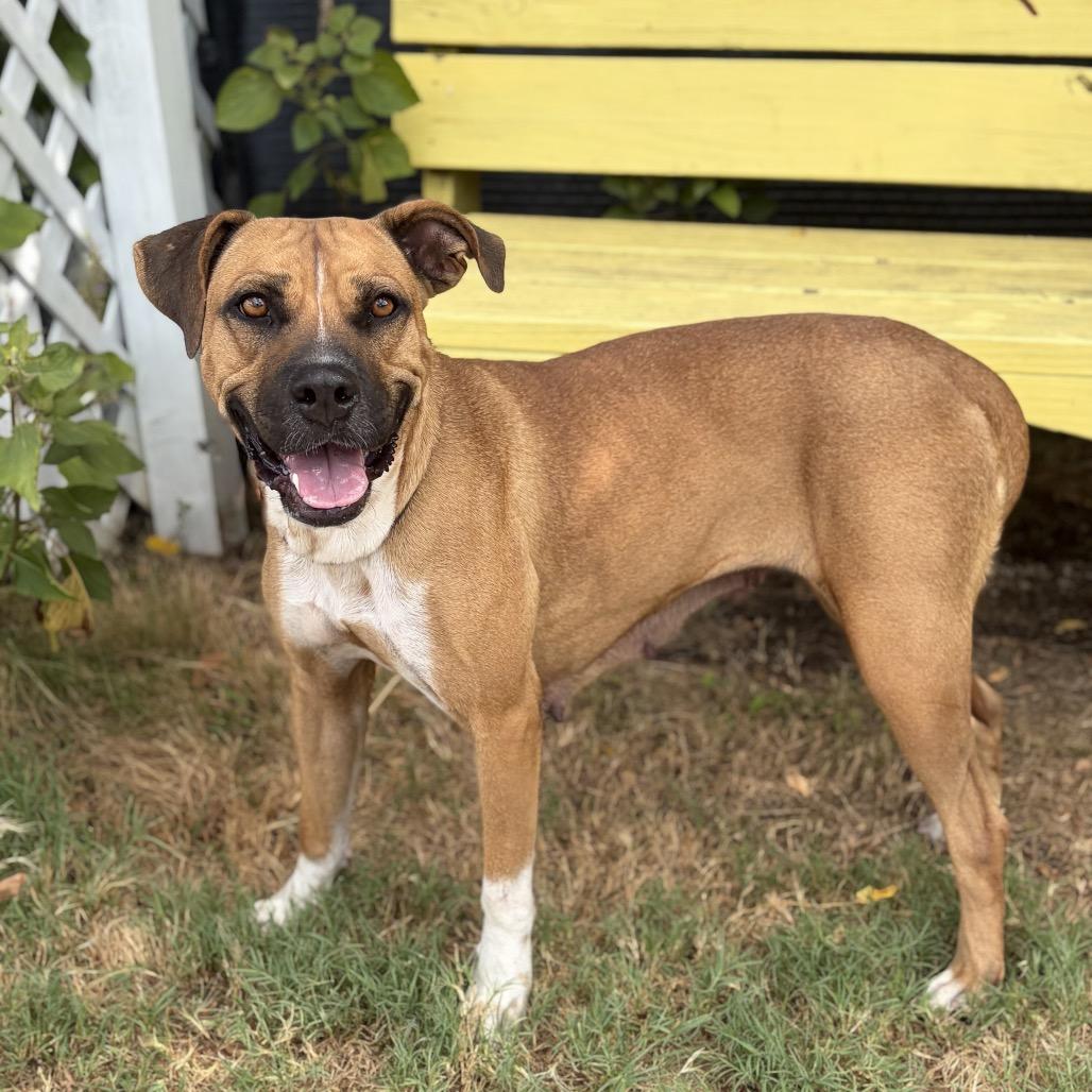 Candy Land 26-08-055, Adoptable, Young Female Boxer & None.
