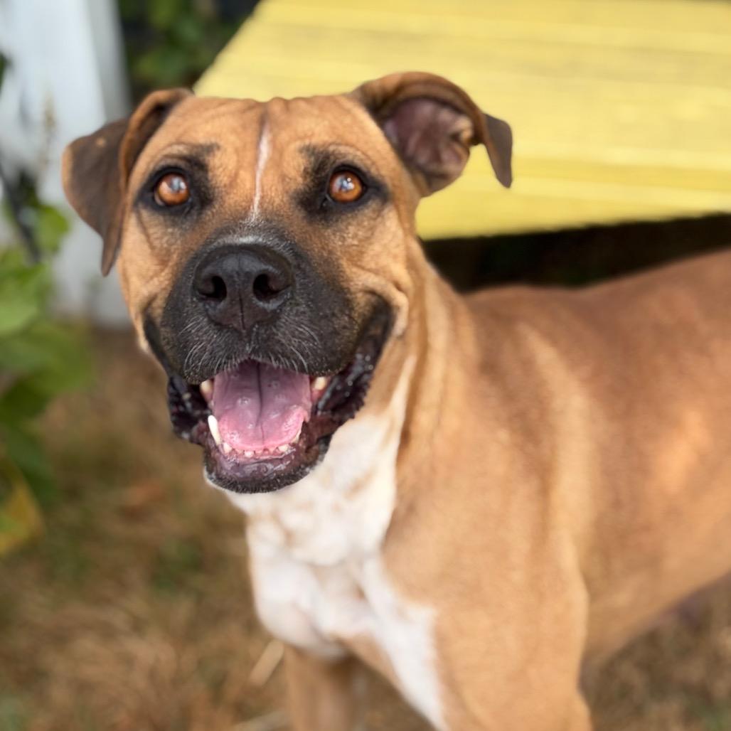 Enlarge Candy Land 26-08-055, a Adoptable Boxer in Bastrop, TX image 2/6
