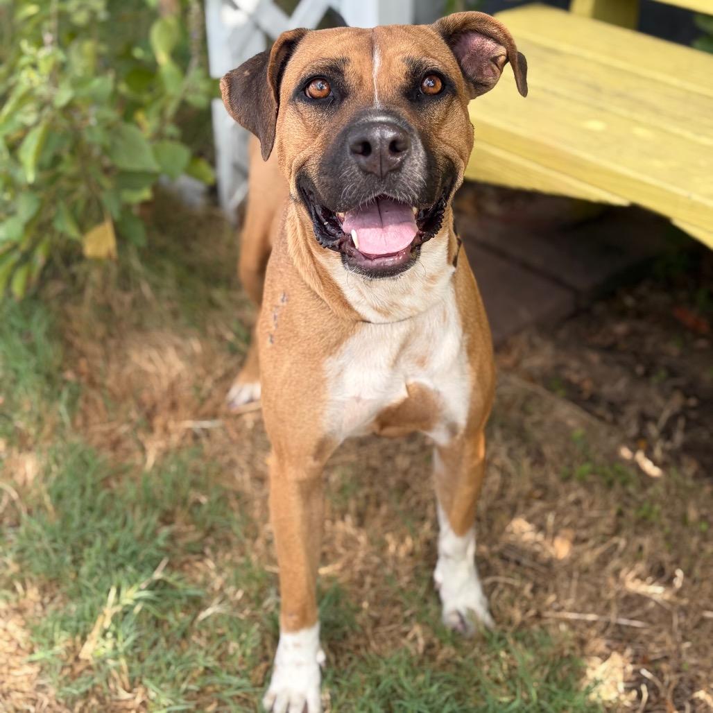 Enlarge Candy Land 26-08-055, a Adoptable Boxer in Bastrop, TX image 4/6