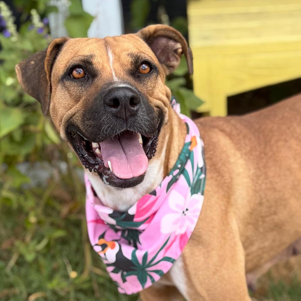 Enlarge Candy Land 26-08-055, a Adoptable Boxer in Bastrop, TX image 6/6