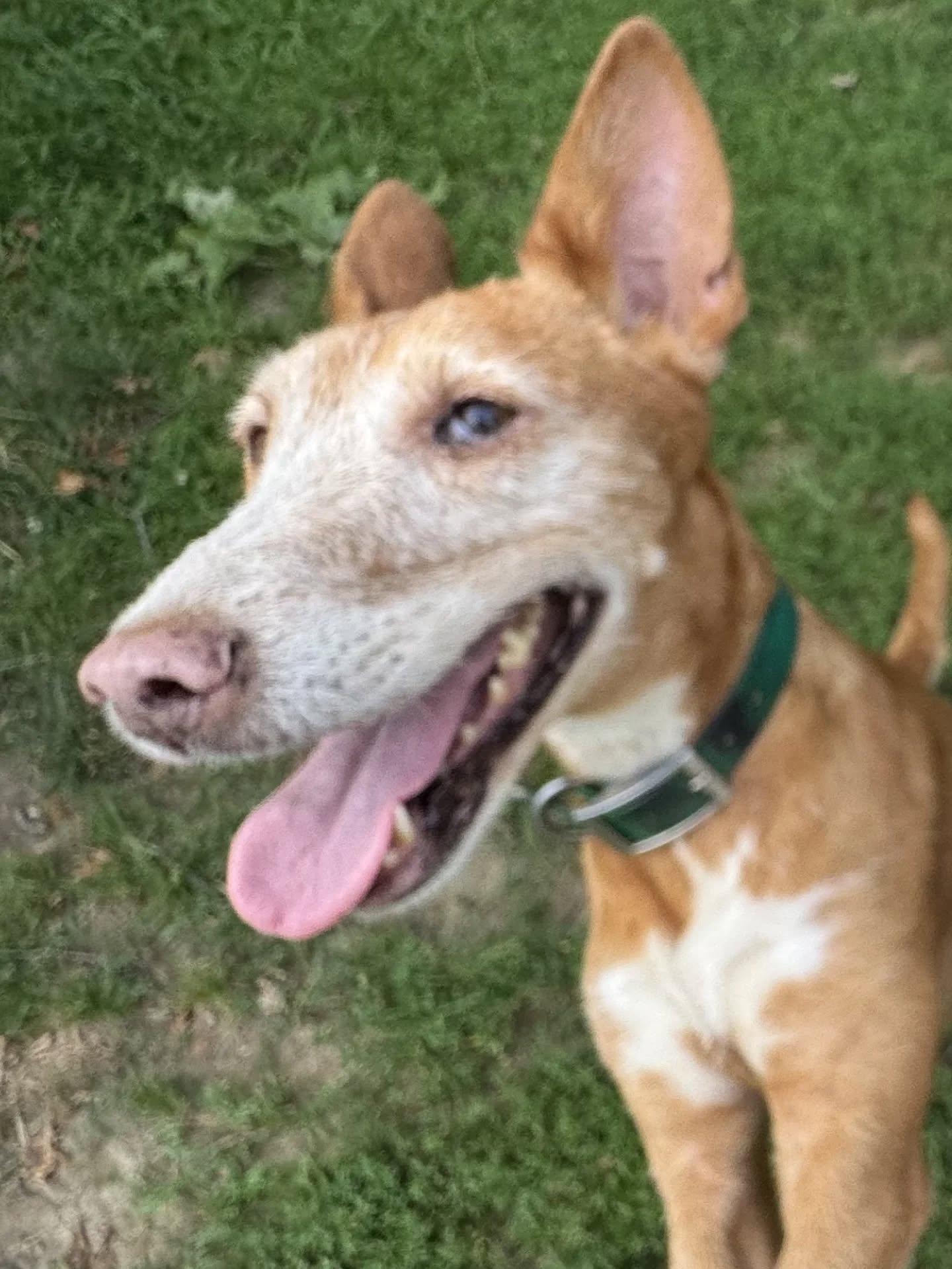 Sally (Needs Foster Home or Adopter), Adoptable, Senior Female Portuguese Podengo & Greyhound.