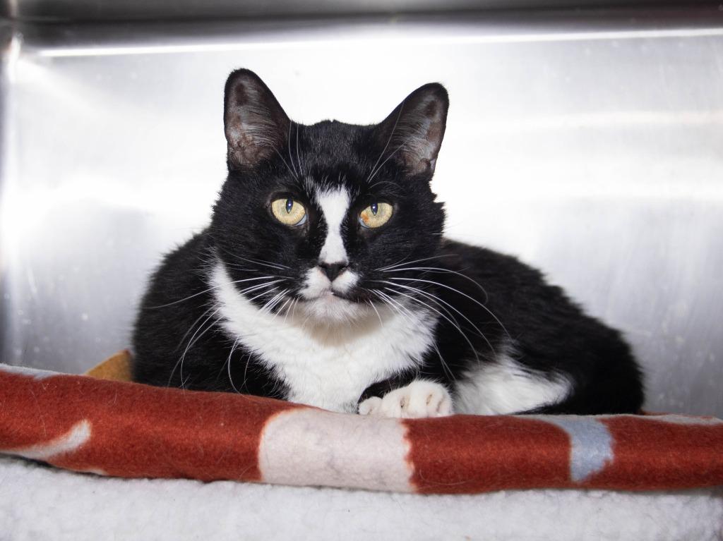 Furguson, Adoptable, Senior Male Domestic Short Hair.