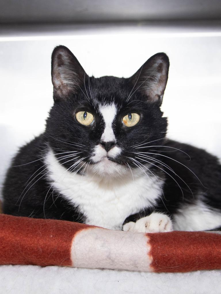 Enlarge Furguson, a Adoptable mixed breed in Lansing, KS image 2/2