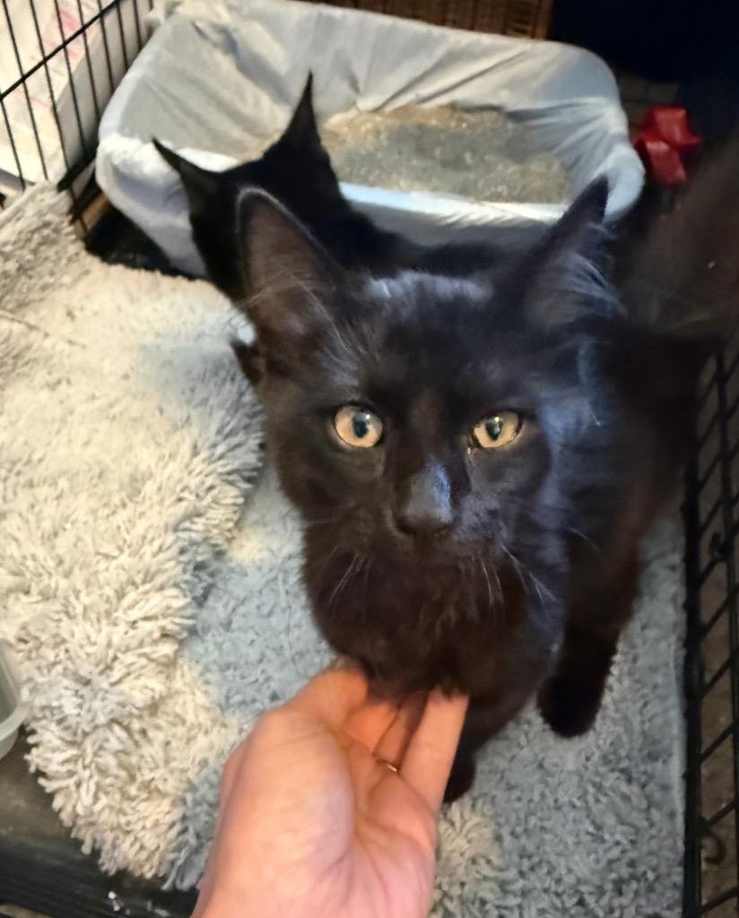 Enlarge Keith, a Adoptable mixed breed in Brookings, OR image 1/1
