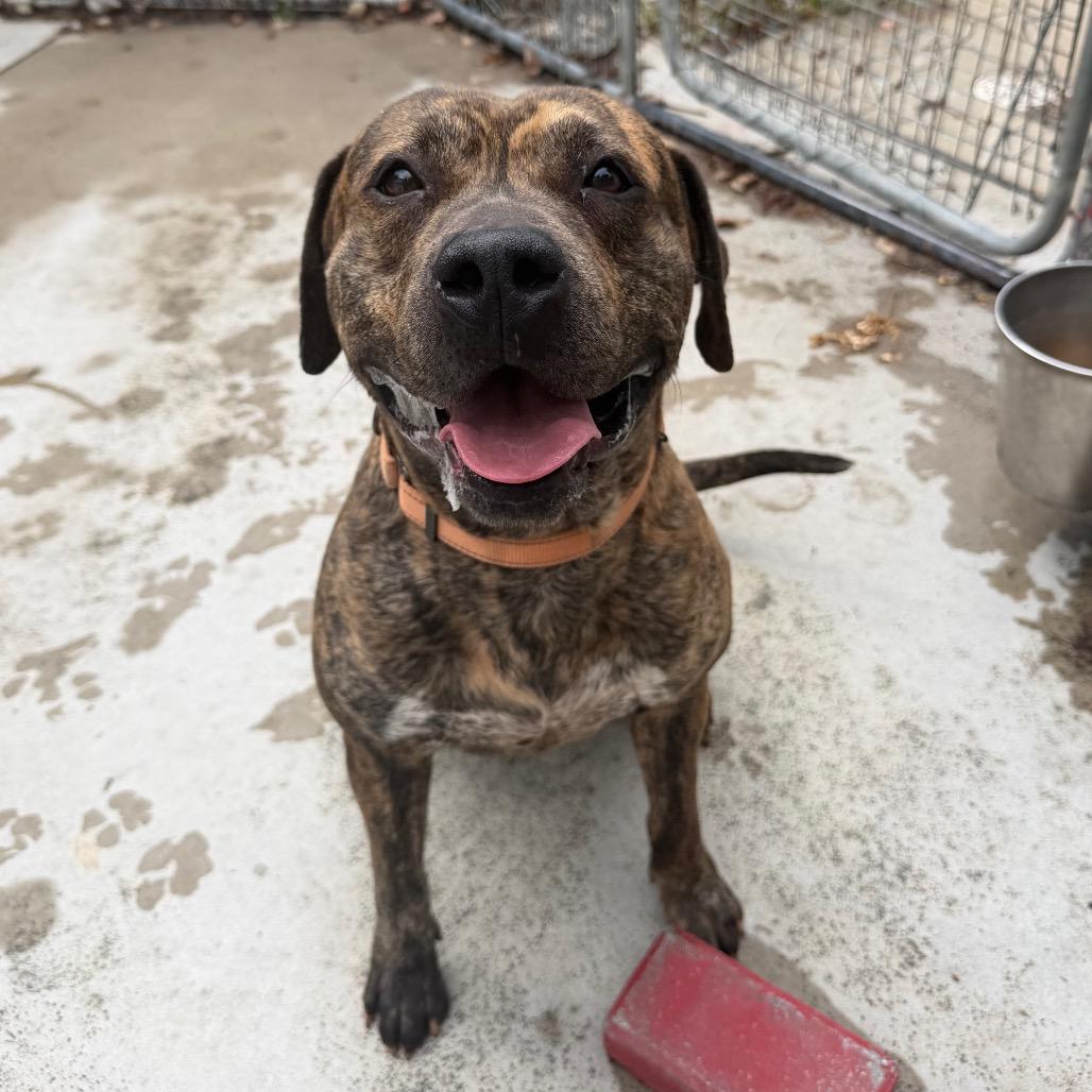 Enlarge Chip, a Adoptable mixed breed in Hanna City, IL image 1/2